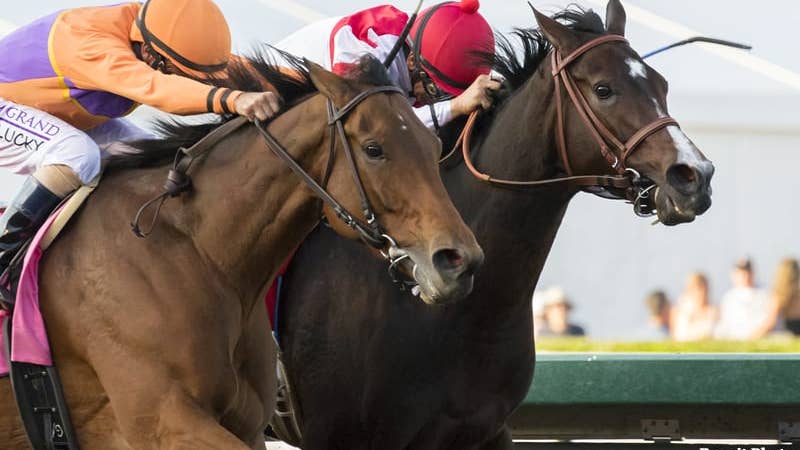 Old Friends Breeders’ Cup bash features auction of halters worn by ...