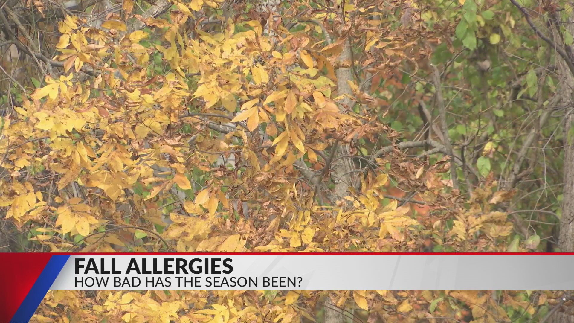 Fall allergies