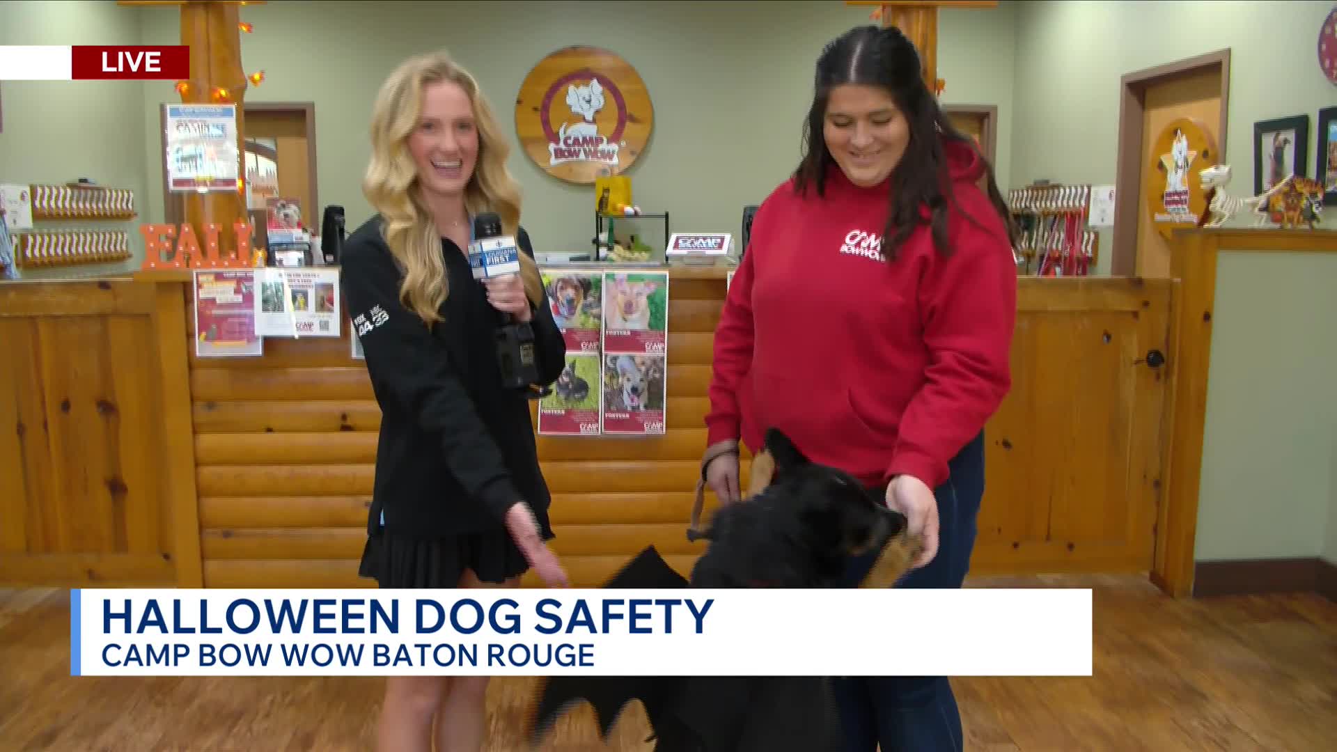 Halloween safety tips for dog owners