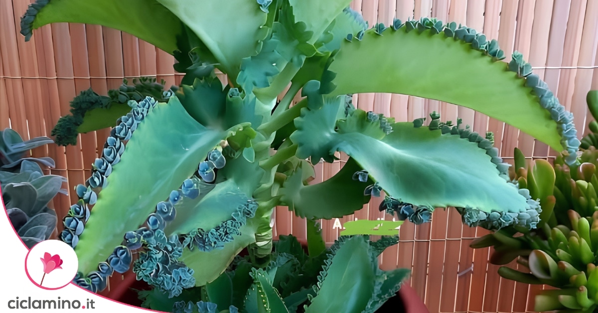 Questa Kalanchoe la chiamano madre di migliaia per il particolare delle ...