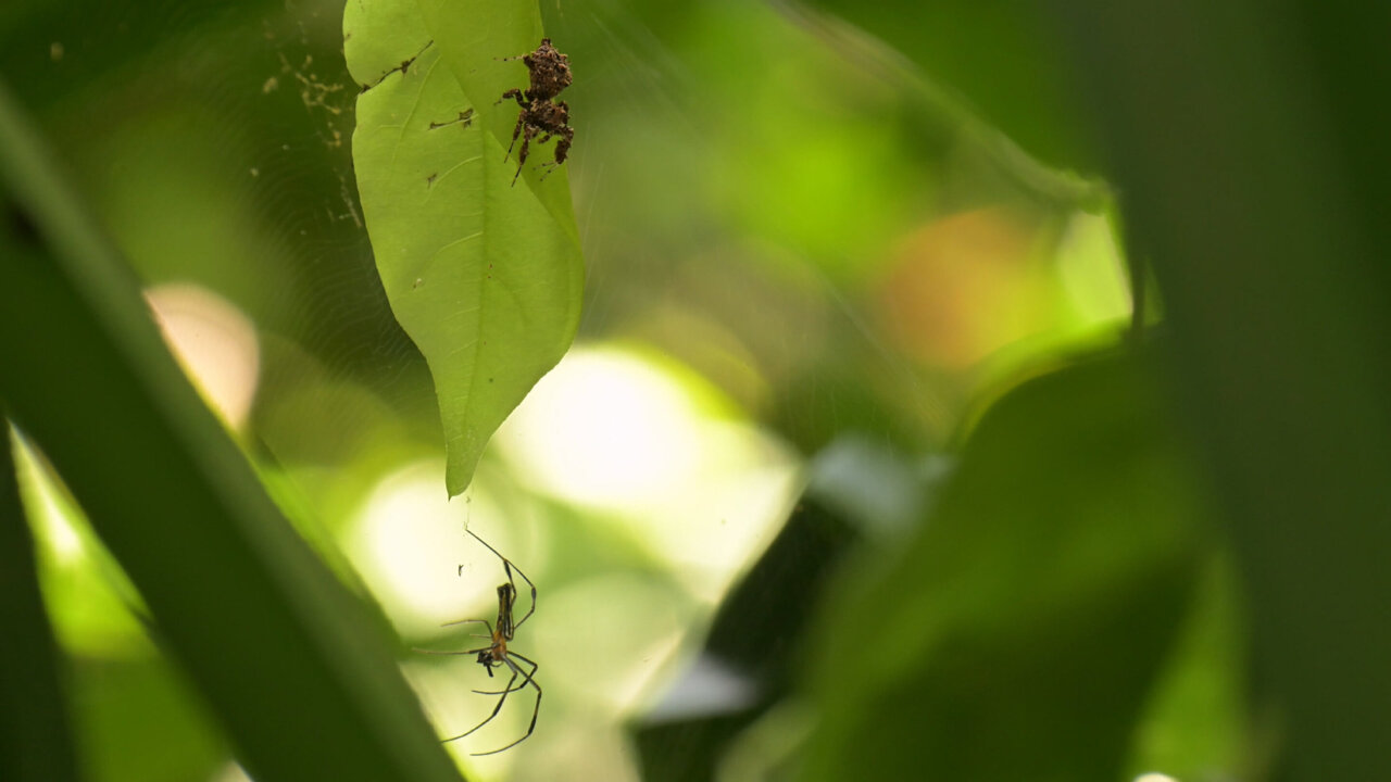Two distinct sleep stages emerge in jumping spider, including a REM ...