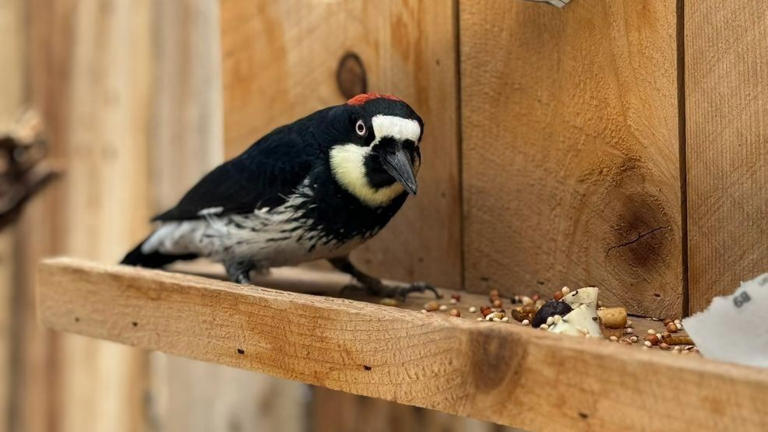CALM Zoo announce death of Ruby the acorn woodpecker