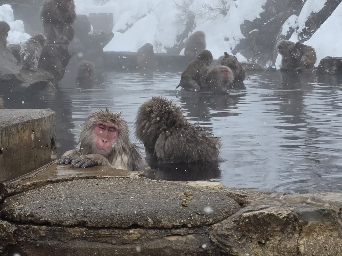 Japan beyond Tokyo with teens: Snow monkeys, Matsumoto Castle and ...