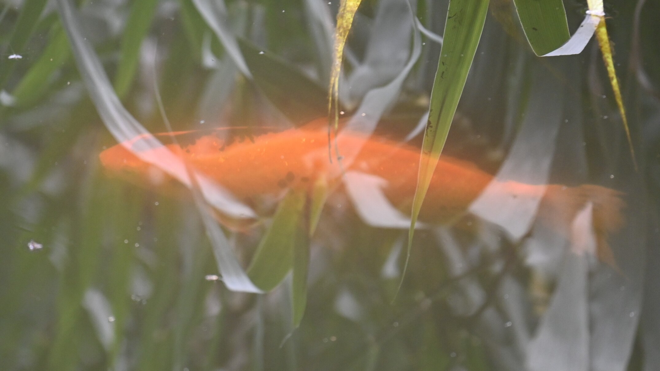Locals urged not to dump noxious pest koi carp and goldfish in River ...