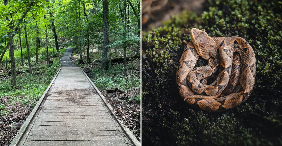 Copperheads call this Missouri forest home, and scientists used tiny ...