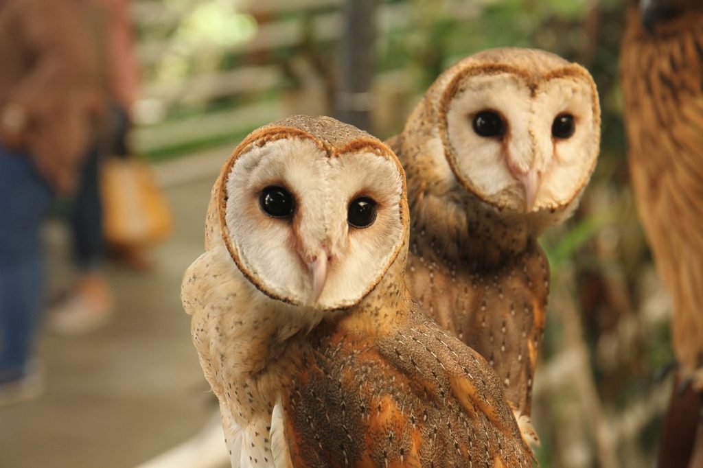 Why are Swiss barn owls becoming redder and more spotted?