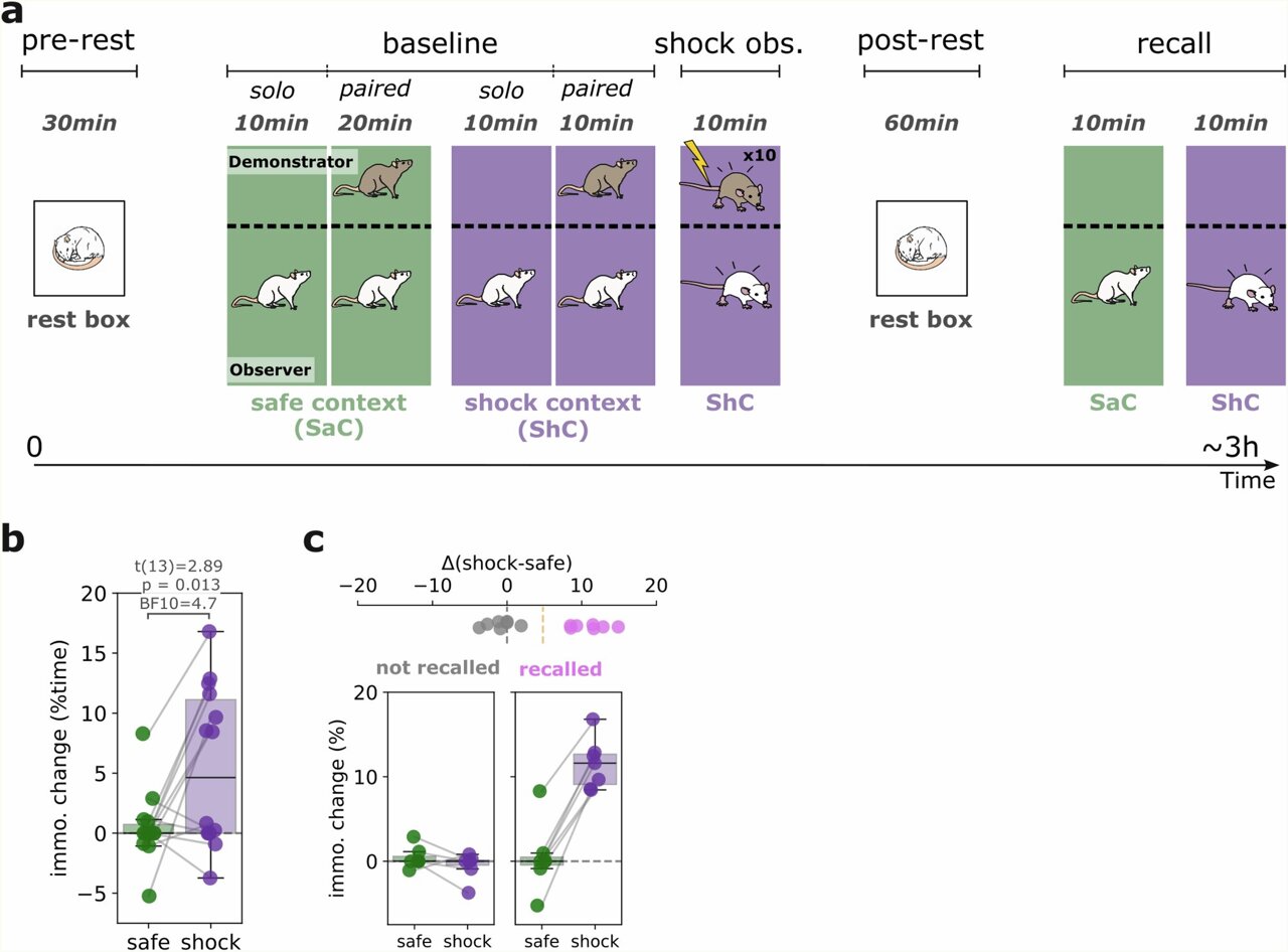 Watching others face danger may shape how we learn, rat experiments suggest