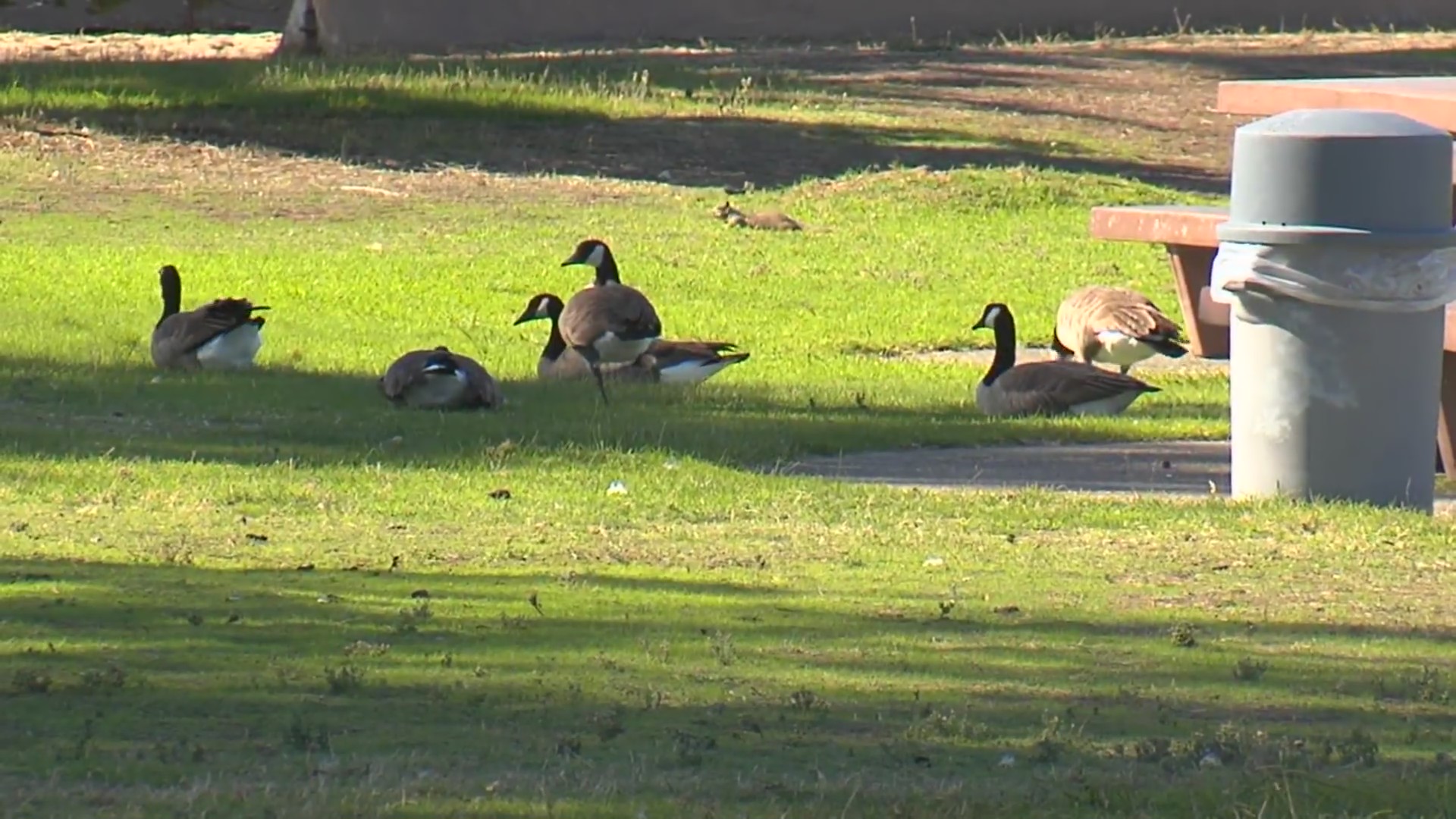 Geese in Alameda test positive for bird flu