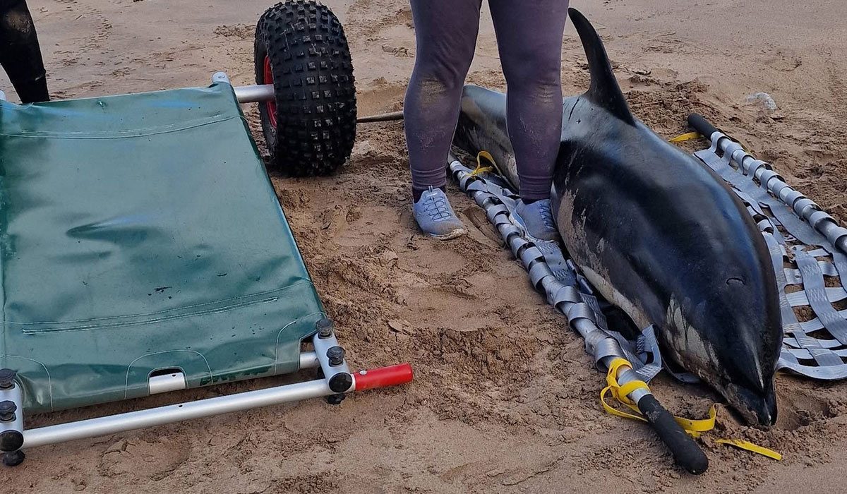 Rescue operation launched for rare dolphin found alive on Irish beach