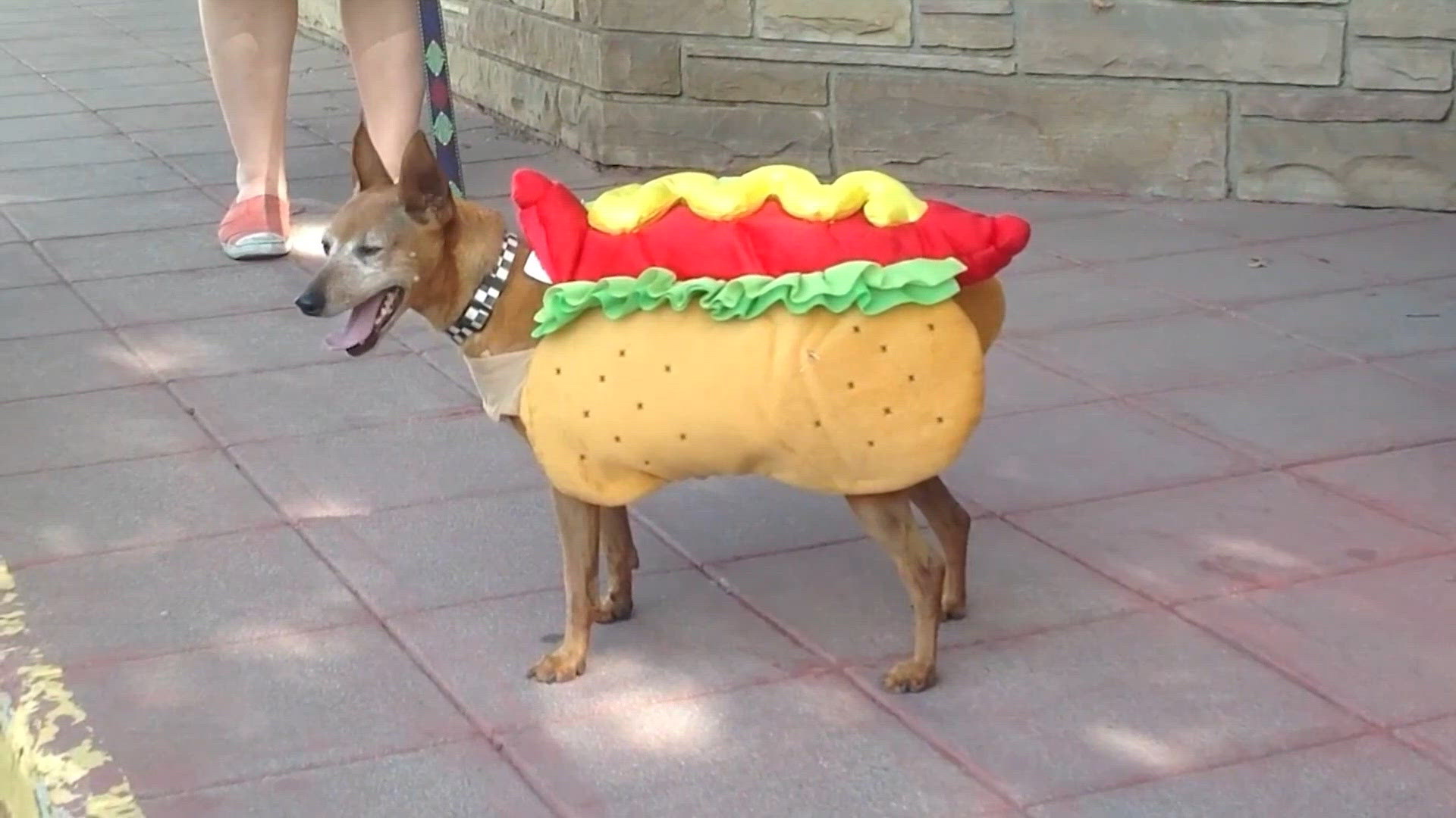 Veterinarians share Halloween safety tips for pets
