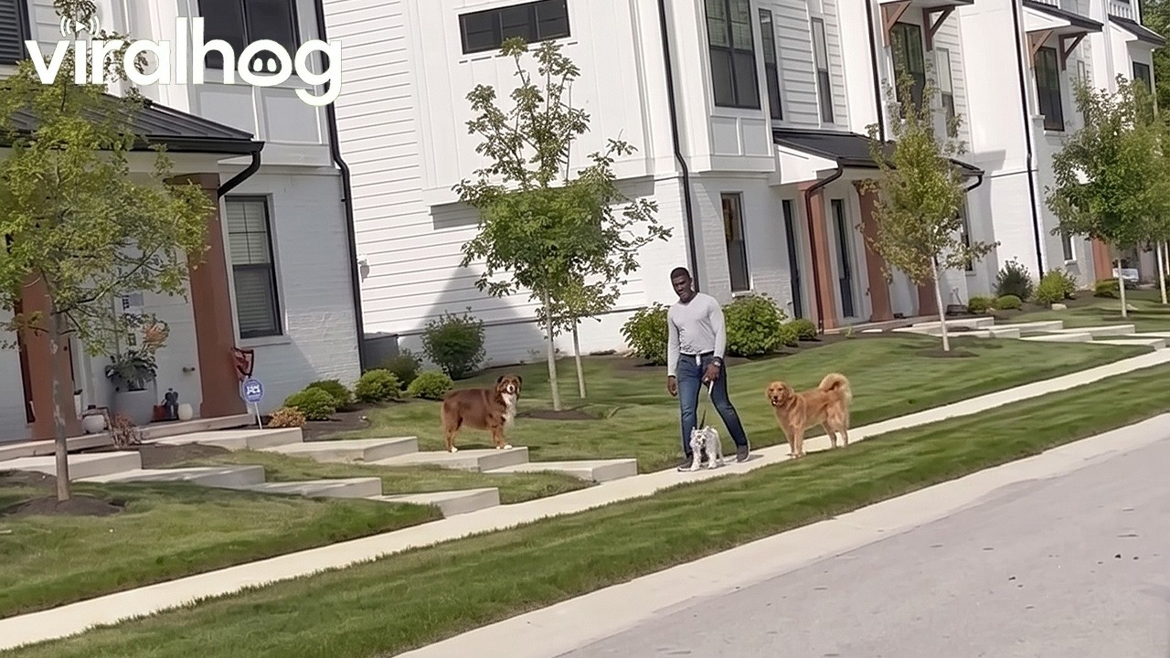 Dog's welcome home surprise takes a messy turn