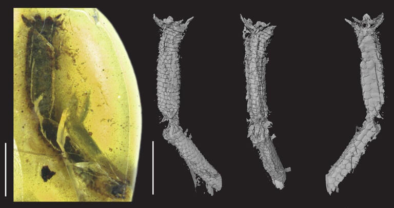 Lizard tail preserved in amber sheds light on a 100-million-year-old ...