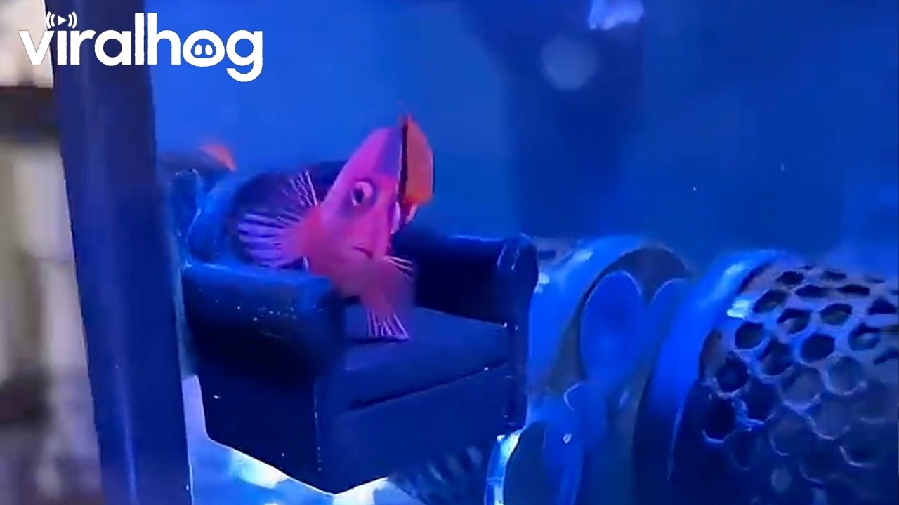 Fish relaxes on its very own miniature sofa