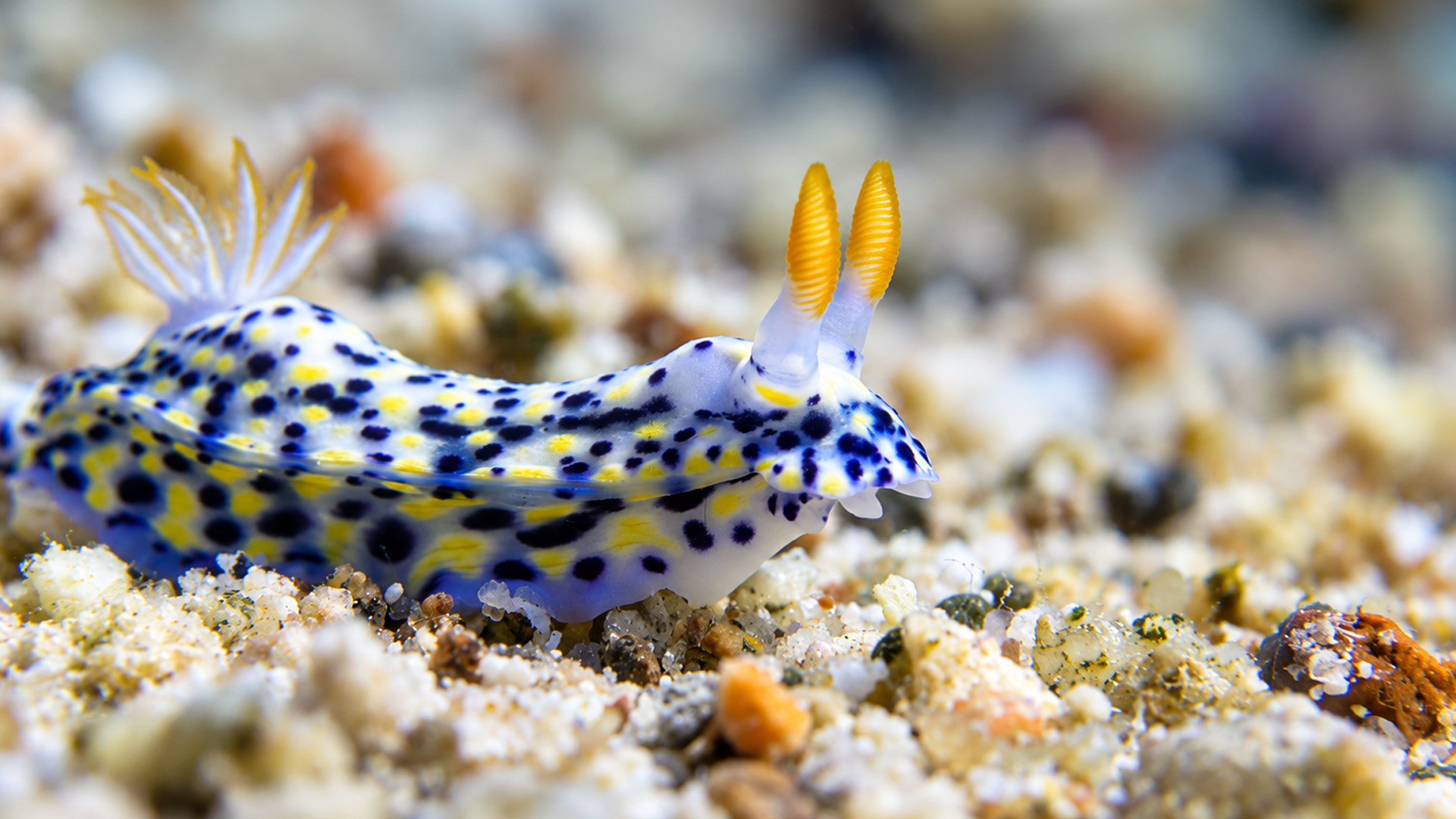 A colorful sea slug with leopard-like spots