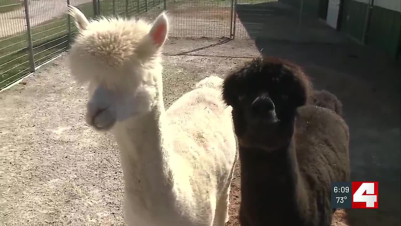 Judge awards custody of 170 hoarded animals to Humane Society of Missouri