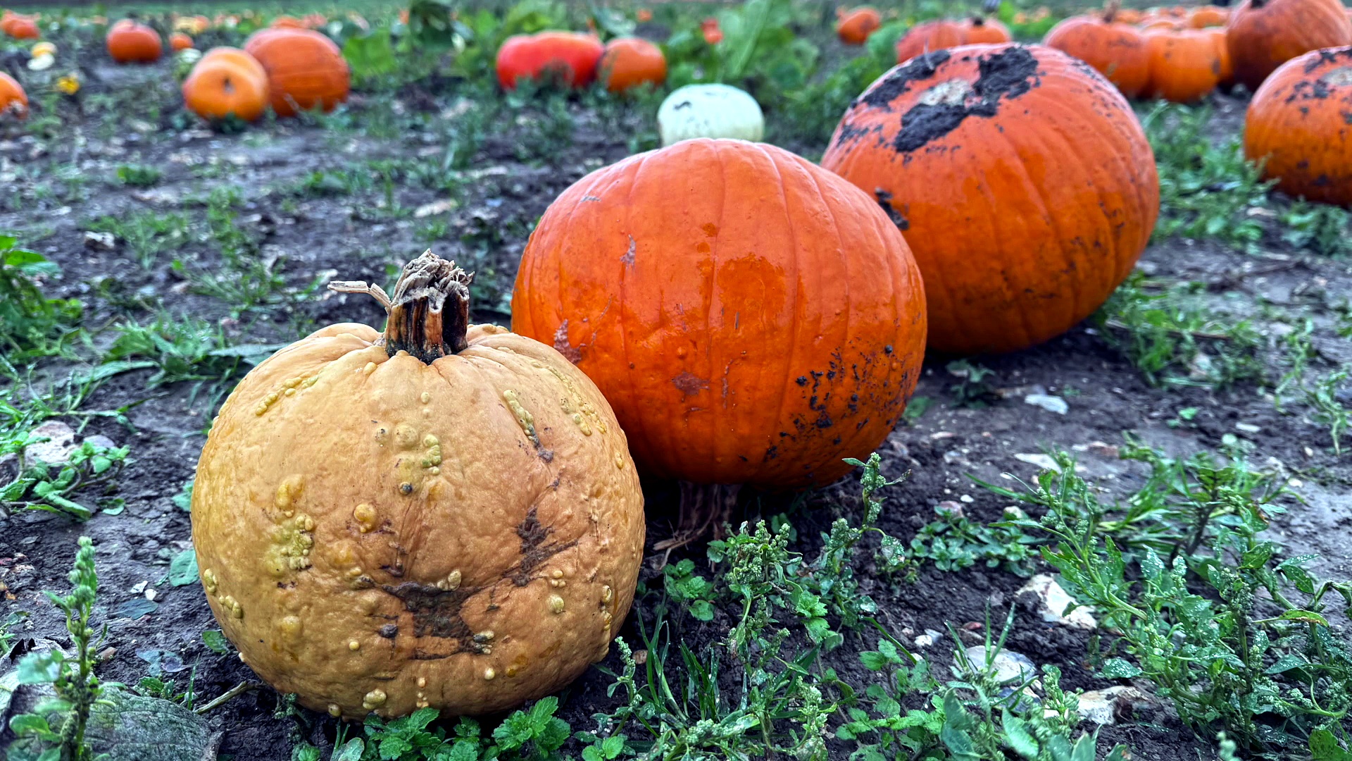 For National Pumpkin Day a Maidstone farm tells us how to recycle our ...