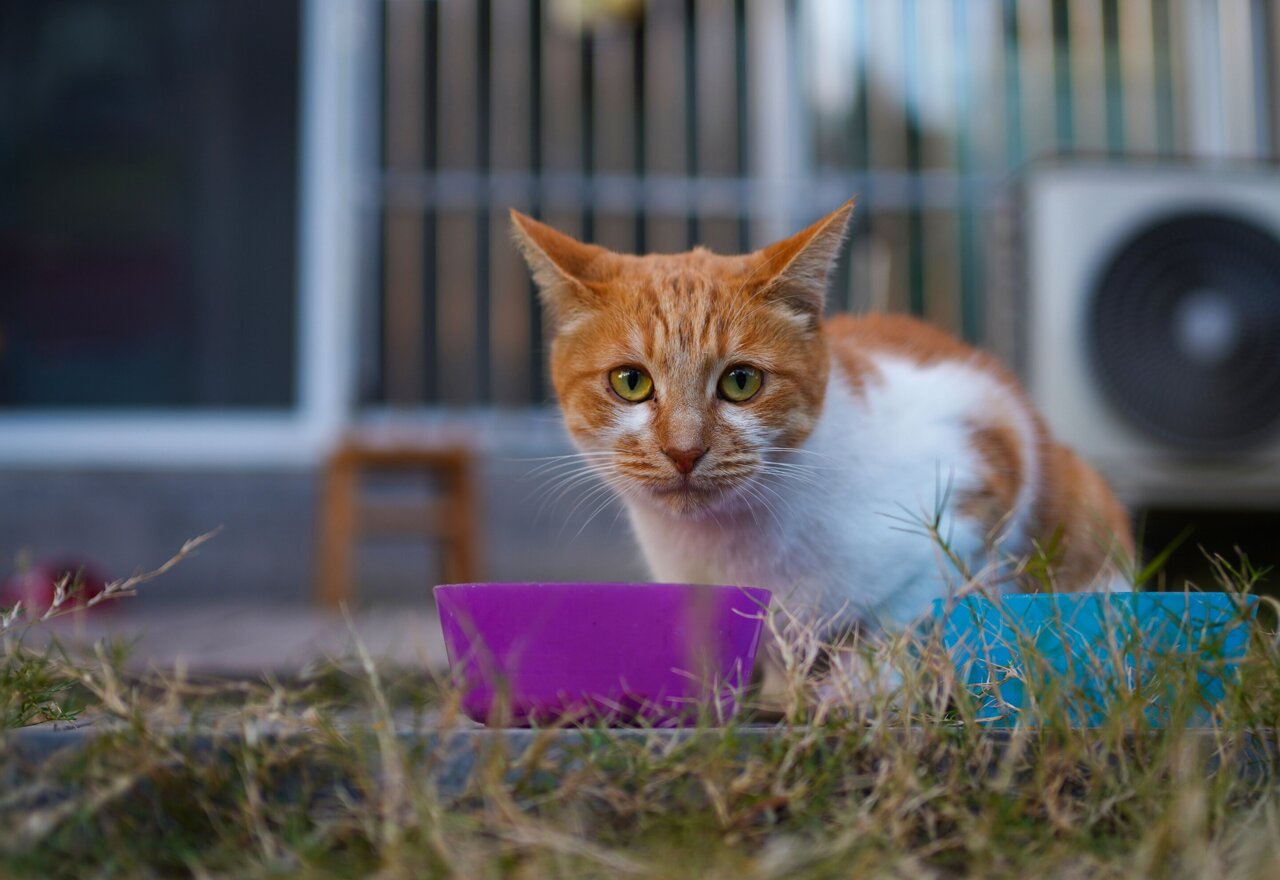 Can cats really thrive on vegan diets? Professor Andrew Knight responds ...