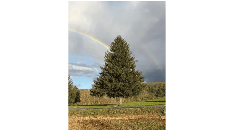 Rockefeller Center tree comes again from Southern Tier