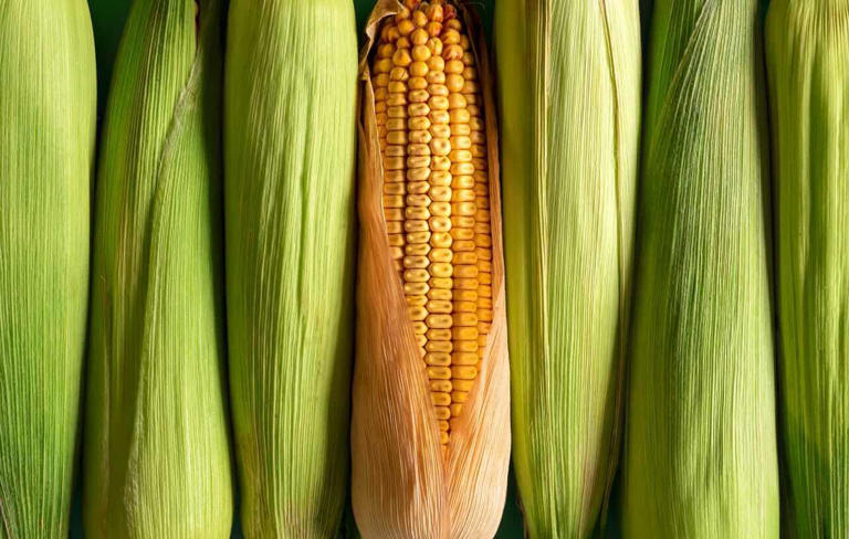 Corn prices just hit their most oversold level in 2.5 years as bulls ...