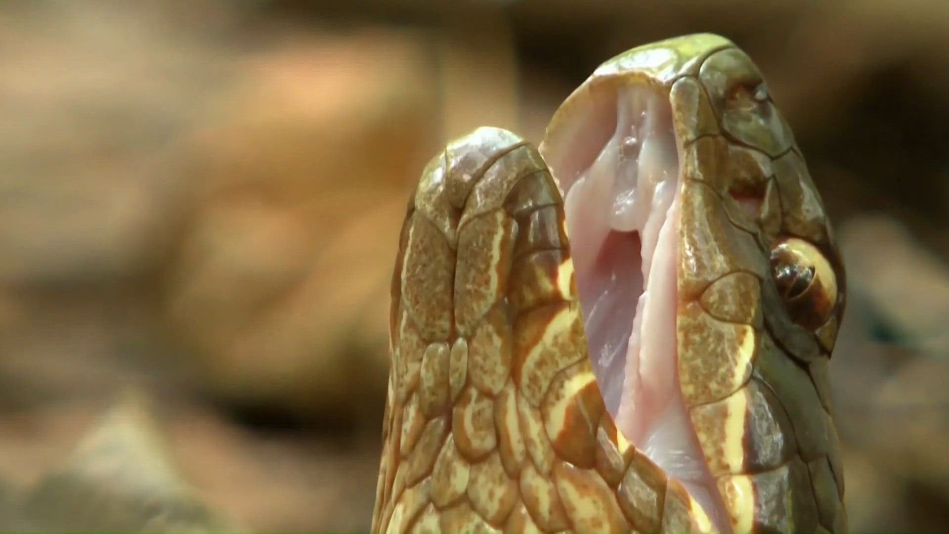 Snakes slither in Southern Illinois for seasonal migration