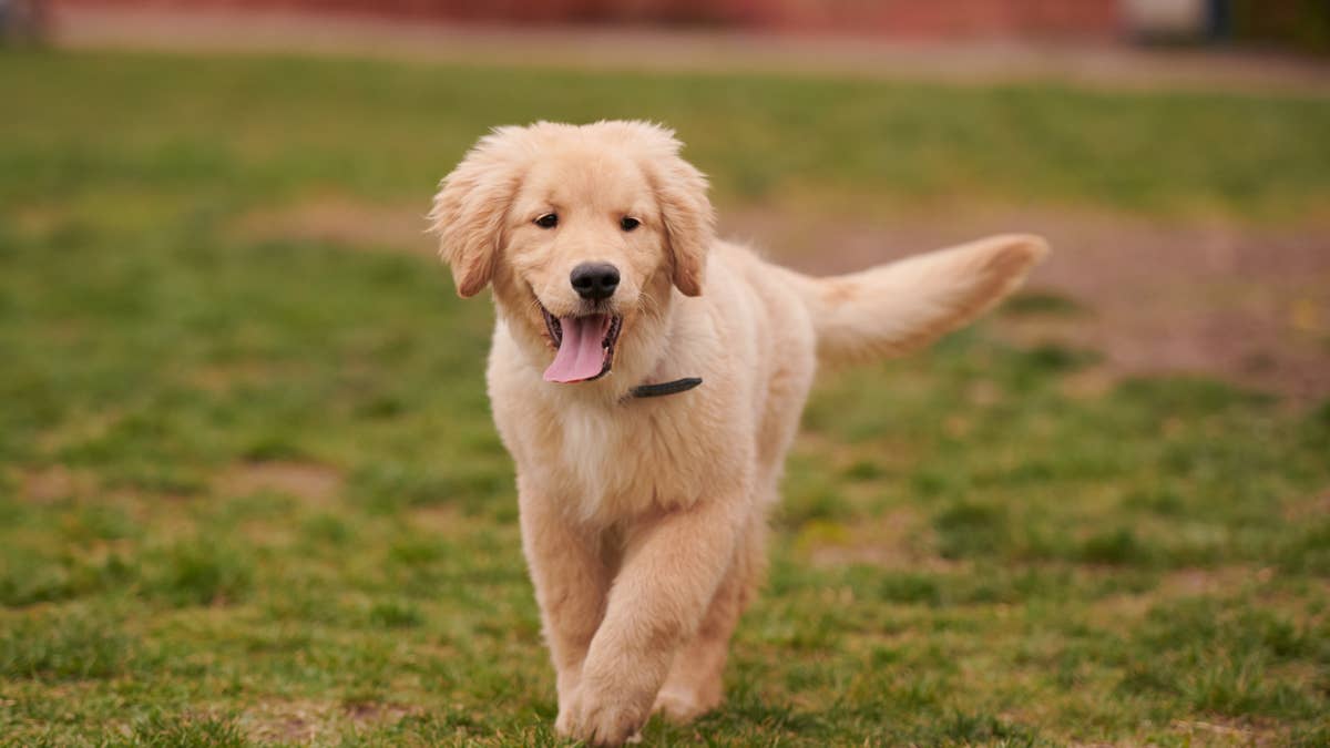 Golden retriever puppy wows in adorable Dumbo costume for Halloween