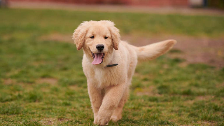 Golden retriever puppy wows in adorable Dumbo costume for Halloween