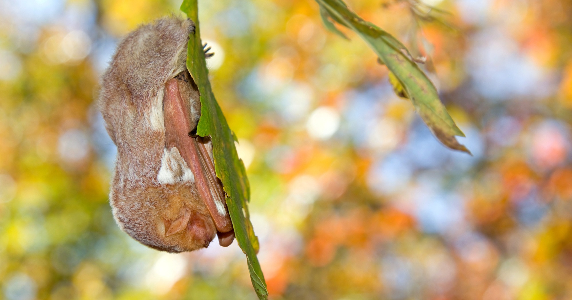 New Englanders urged to leave the leaves for bats, other wildlife
