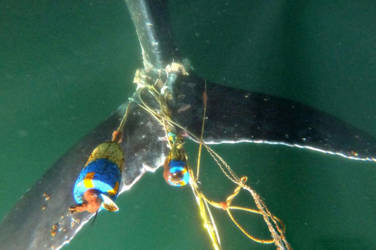 New partnership aims to protect whales, sustain California Dungeness ...