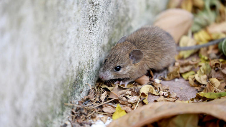The simple cotton ball trick that may help keep mice away from your home