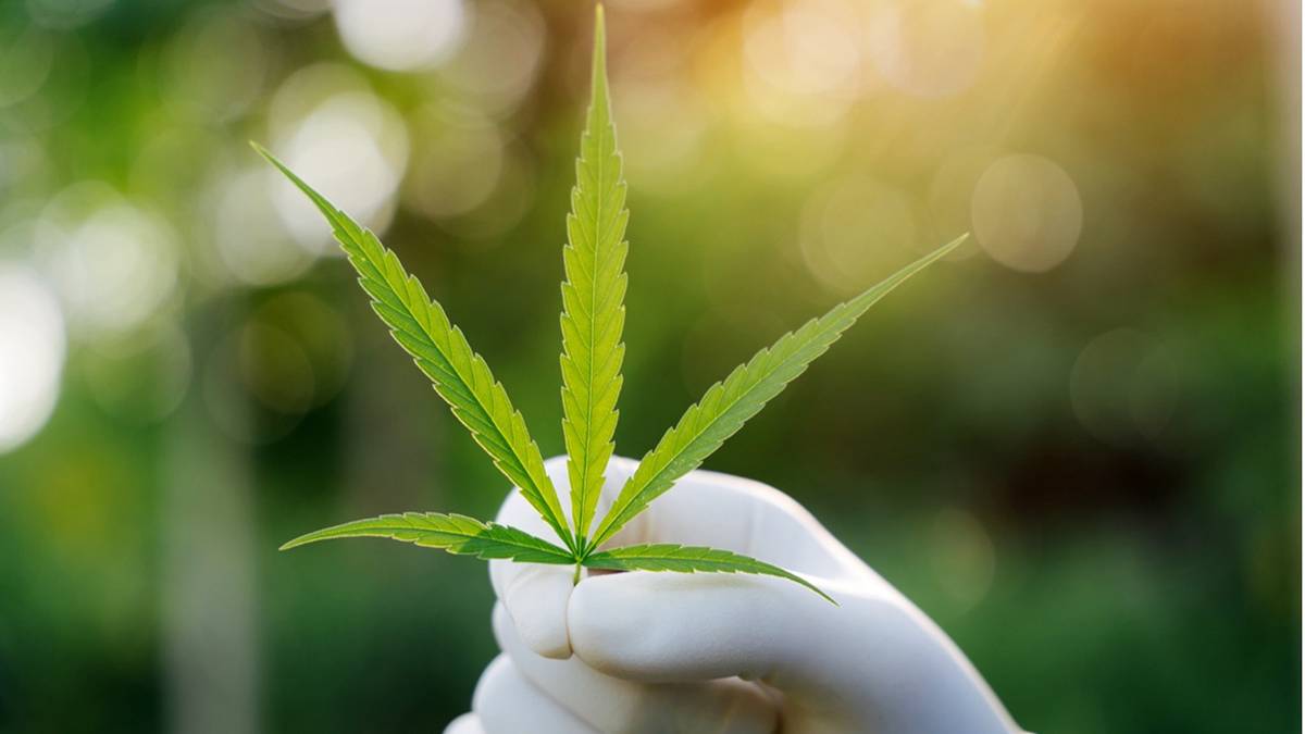 Argent BioPharma licences non-core cannabis genetics in global deal