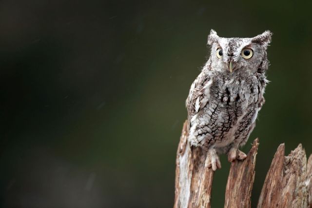 Pennsylvania screech owl rescued from frigid pool heads back to the ...