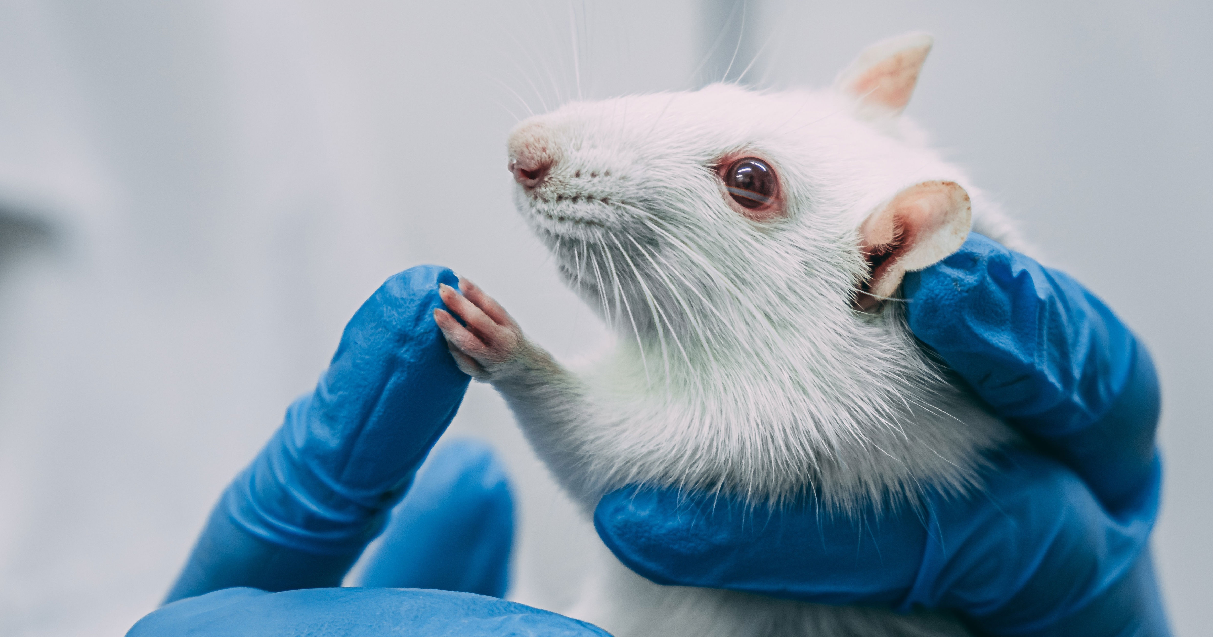 NY, US researchers urge caution in push to replace animal testing
