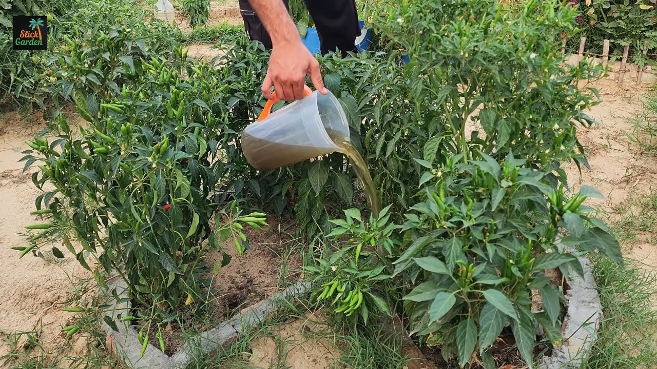 Understanding home care methods for tomato plant problems