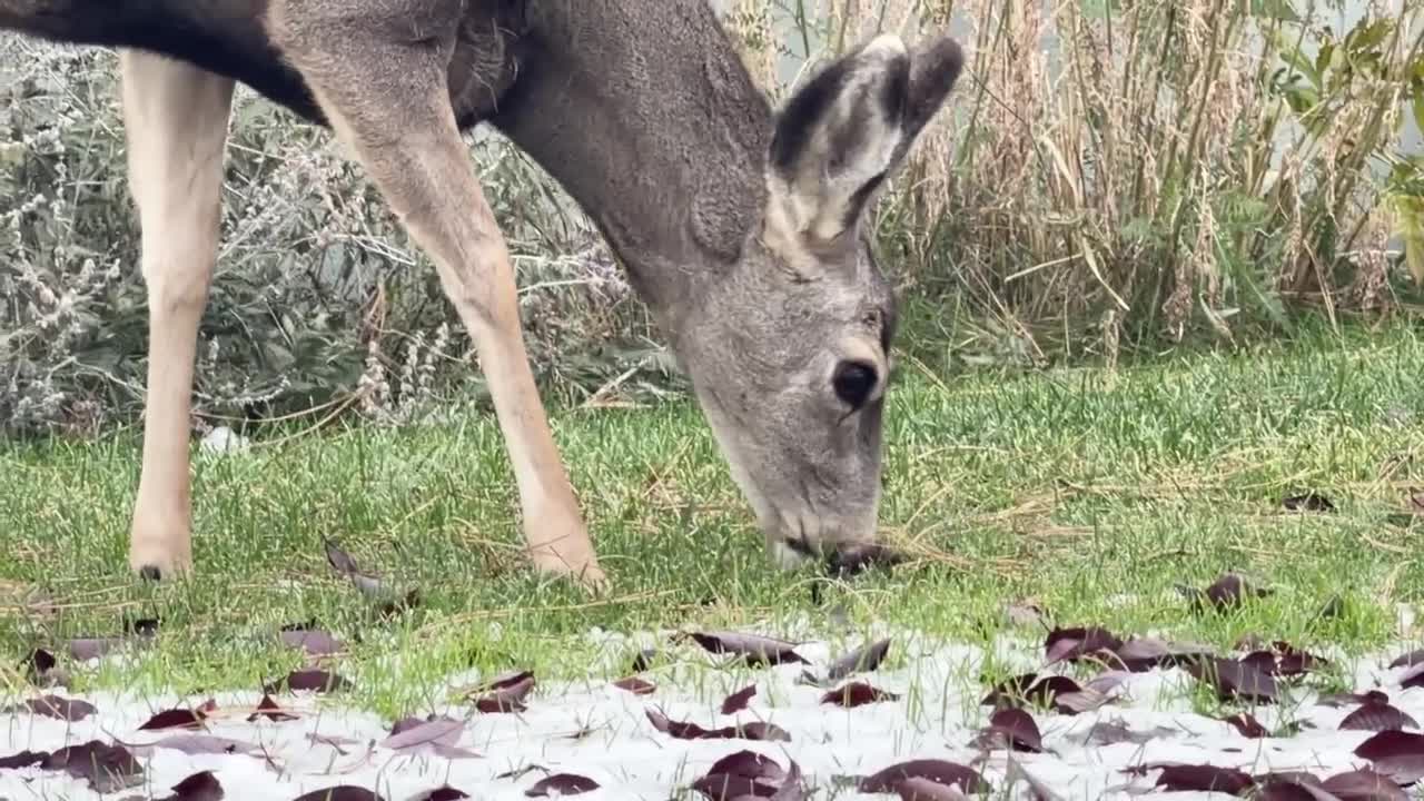 Helena's urban deer count drops significantly as officers see changes ...