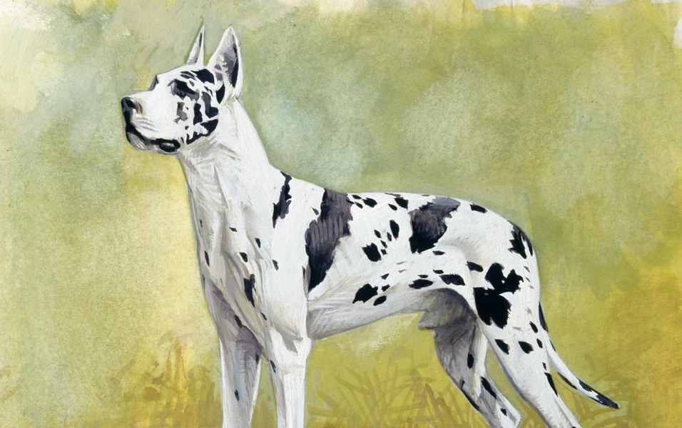 DNA study links giant dogs’ faster aging to jumping genes