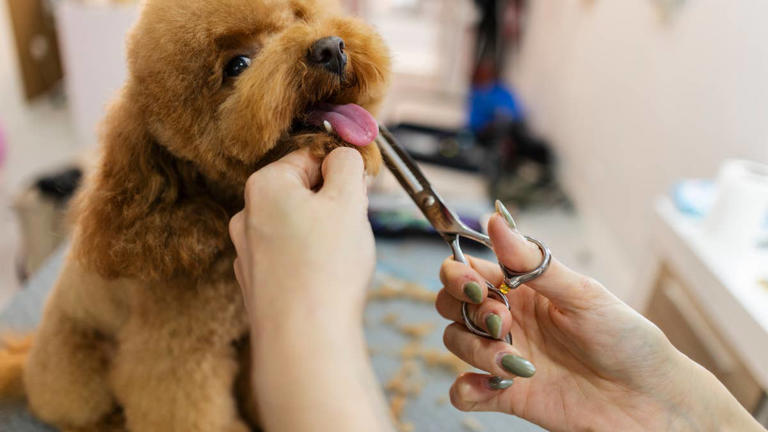 This suede puppy grooming kit makes at-home grooming look surprisingly chic