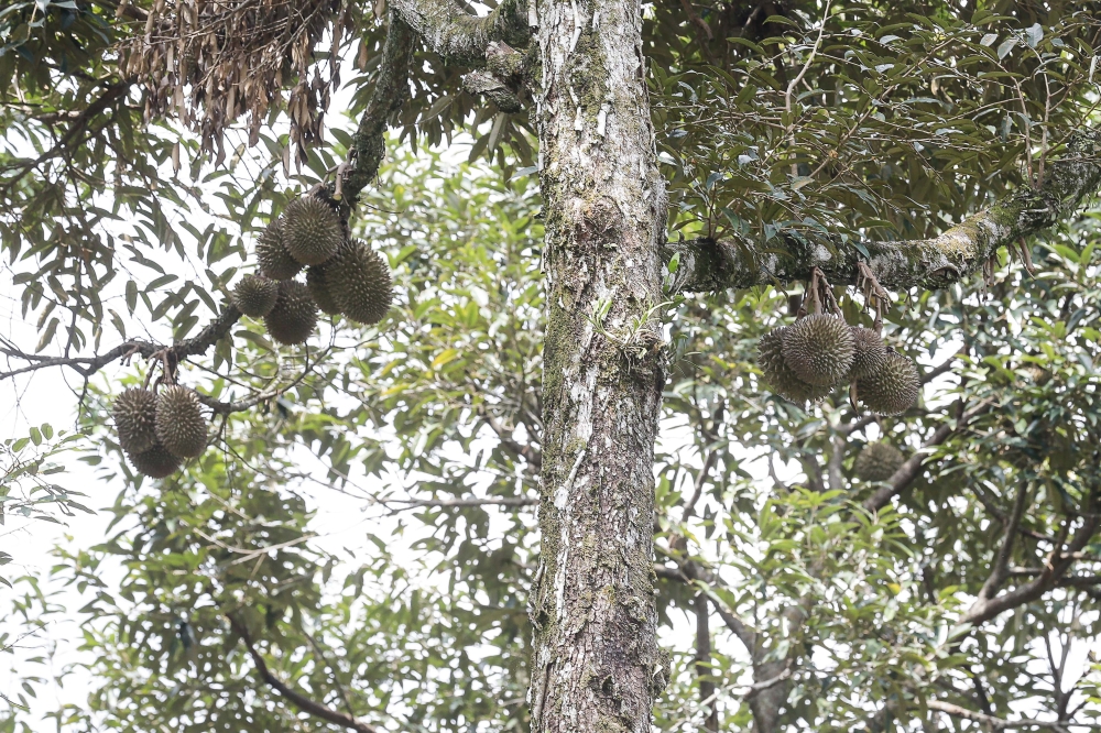 Durian orchard that never was: CEO to face charge over RM1.65m scam in ...