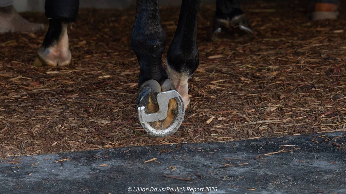Sovereignty's road to Breeders' Cup Classic took a 'Z' turn