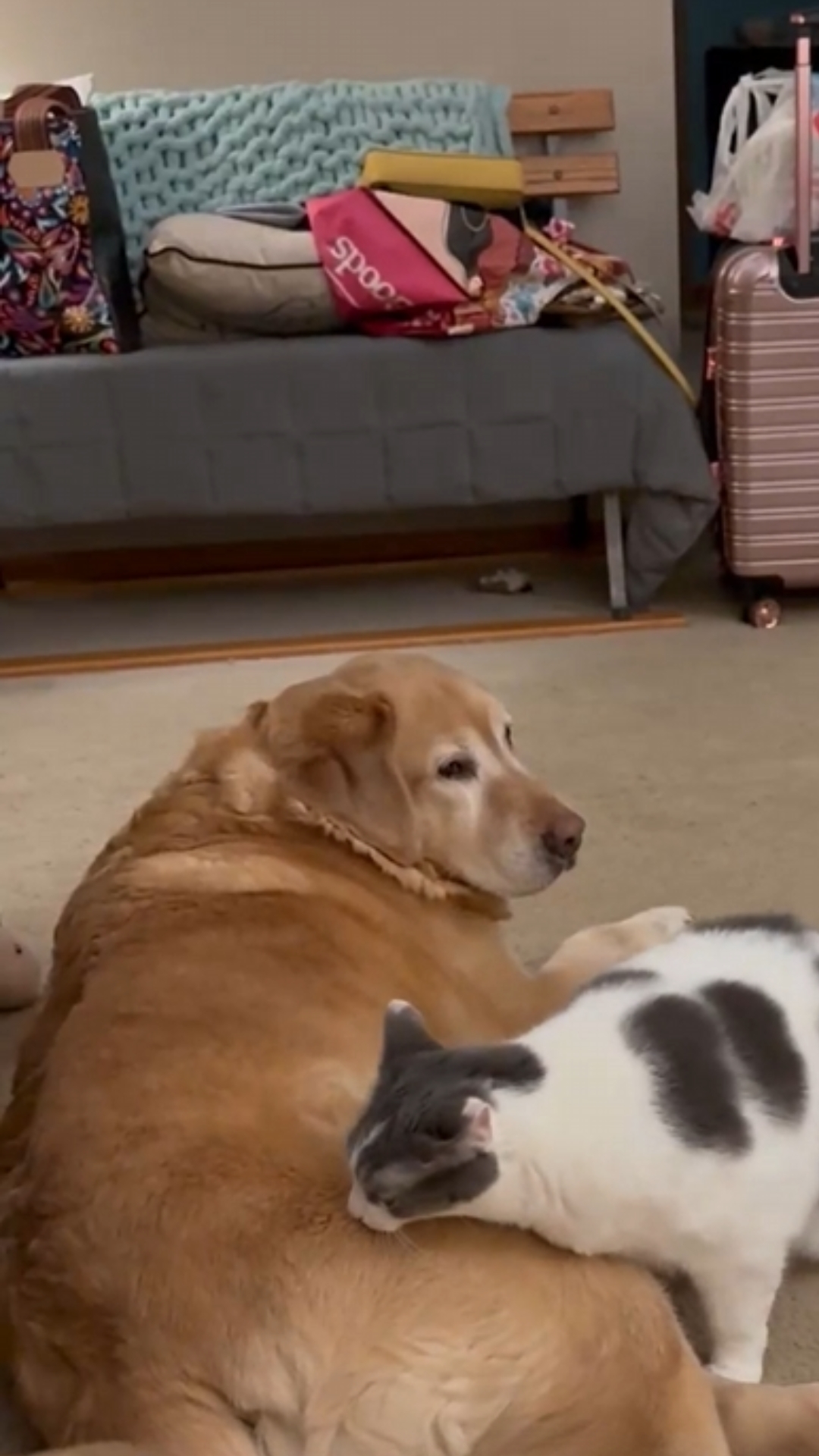 Cat reunites with its dog companion after a Mother’s Day visit