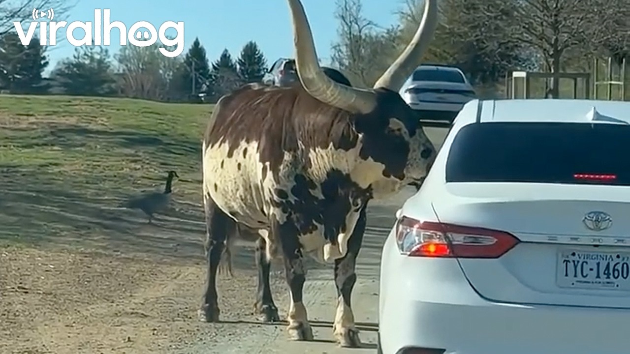 Massive bull with giant horns enjoys a tasty treat