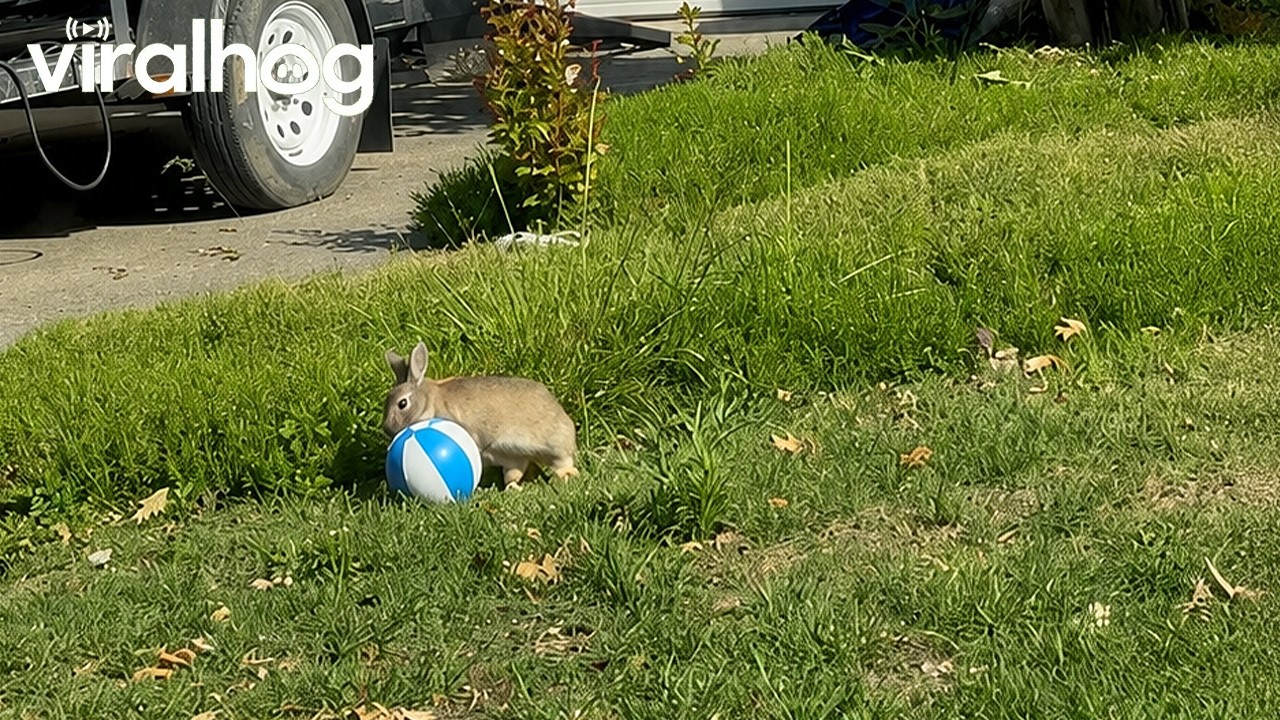 Playful wild rabbit enjoys an adorable ball game