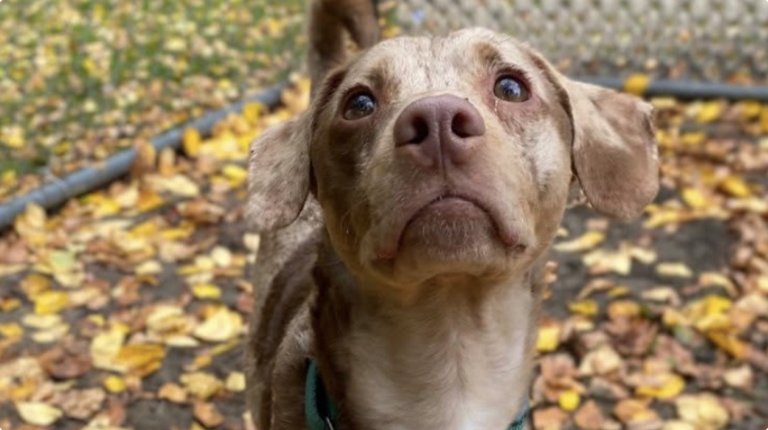Pip the scared little dog with a big heart is waiting for his safe place