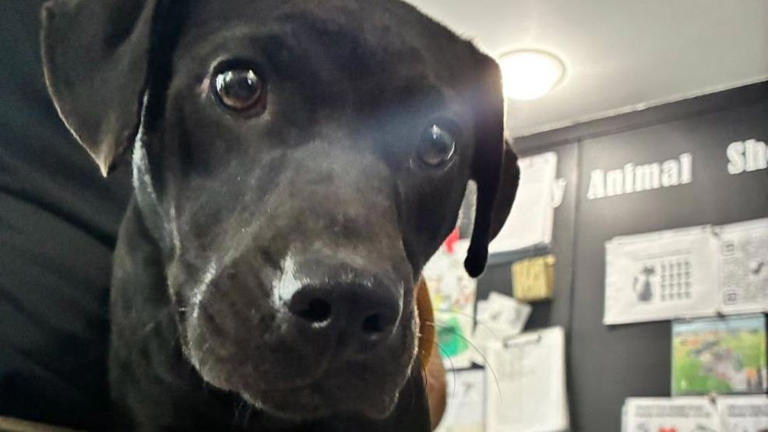 Three dogs dumped near state land in Tuscola County, shelter looking ...