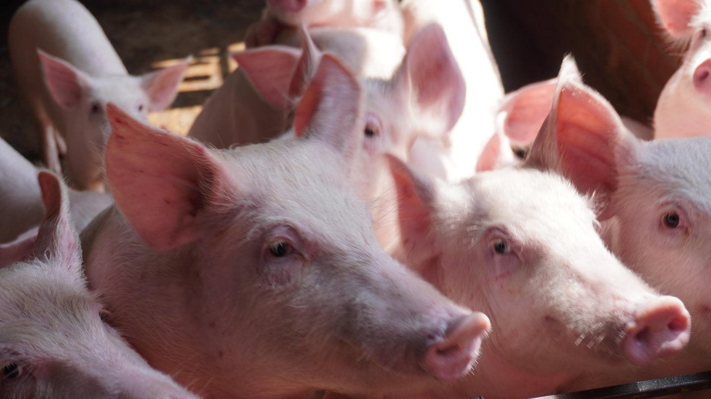 UK proposes shift from carbon dioxide stunning in pig slaughter
