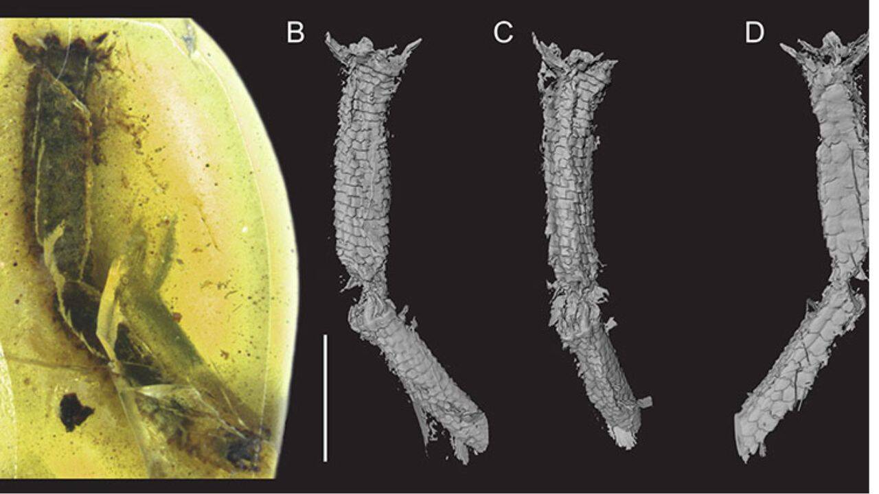 A 99-million-year-old fossil reveals how ancient lizards shed their ...