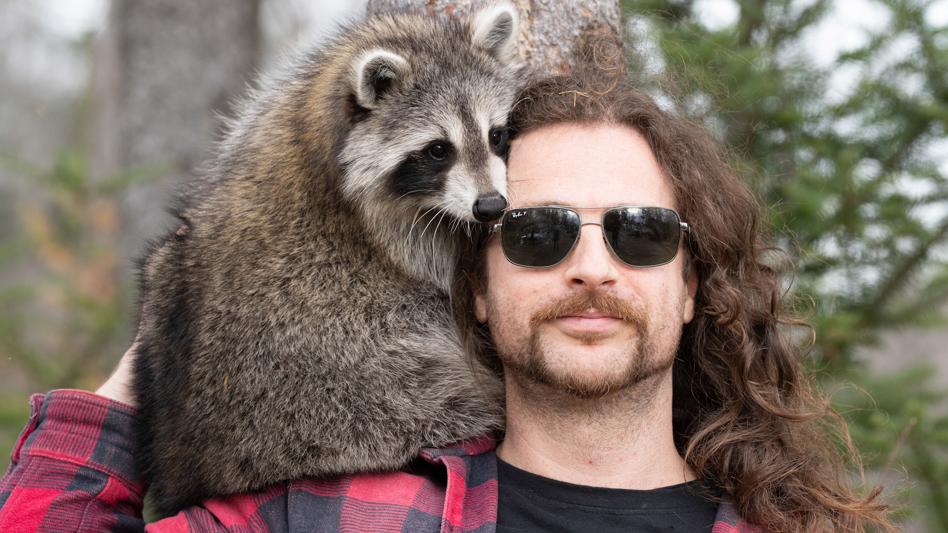 A Montreal man and his raccoon are on the run from the authorities