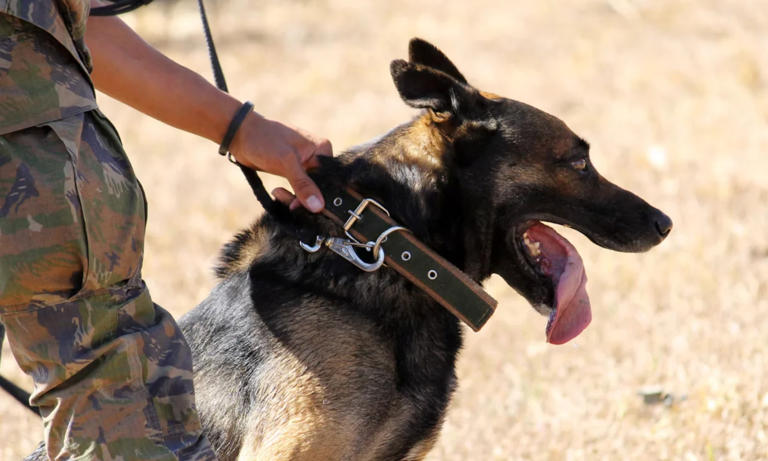 A new startup wants to fix the military’s working-dog shortage with ...