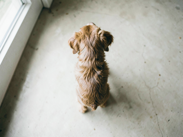 How to read your dog's body condition without a weighing scale