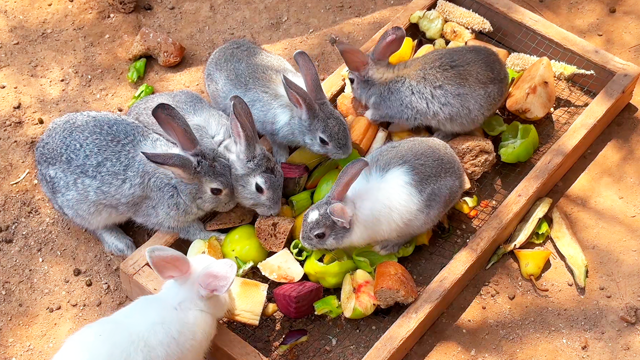 Watch these rabbits eating and relaxing in a peaceful moment