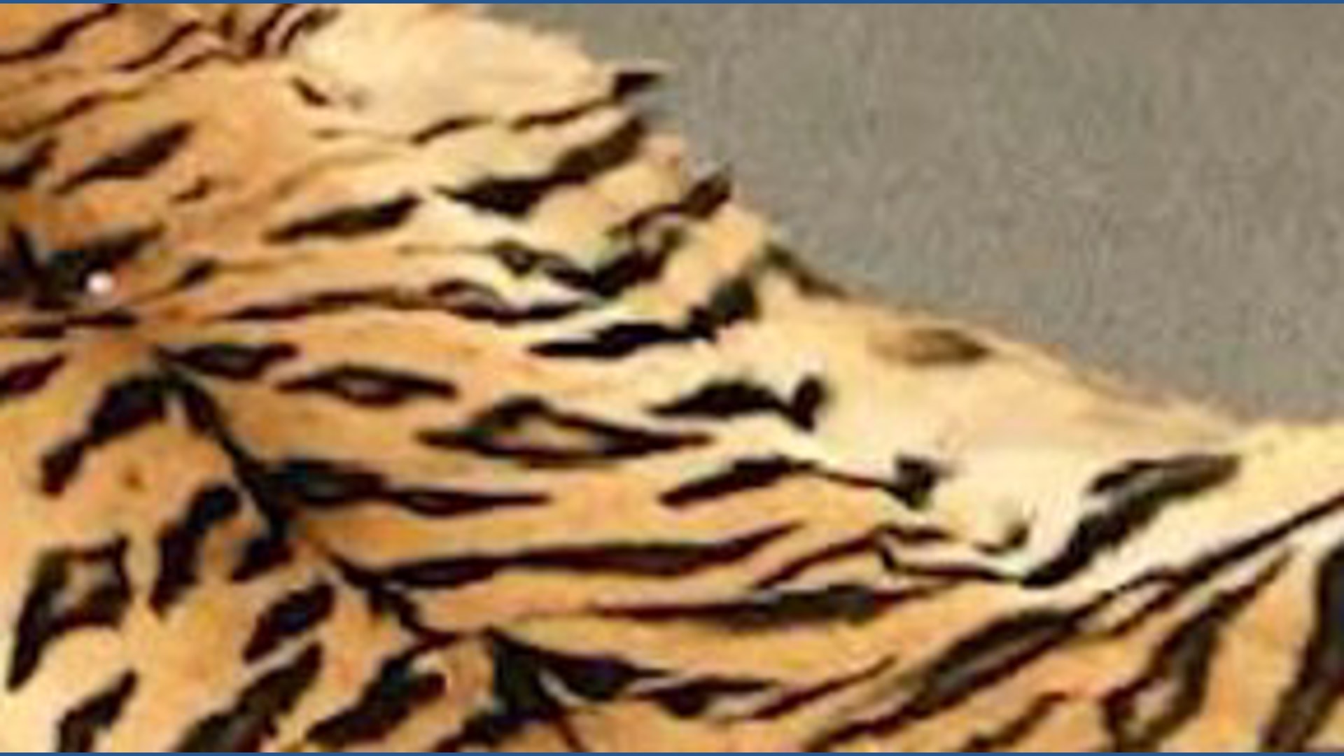 Couple sentenced for trafficking wildlife